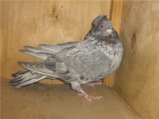 Fighting pigeons: video, photos, breeds