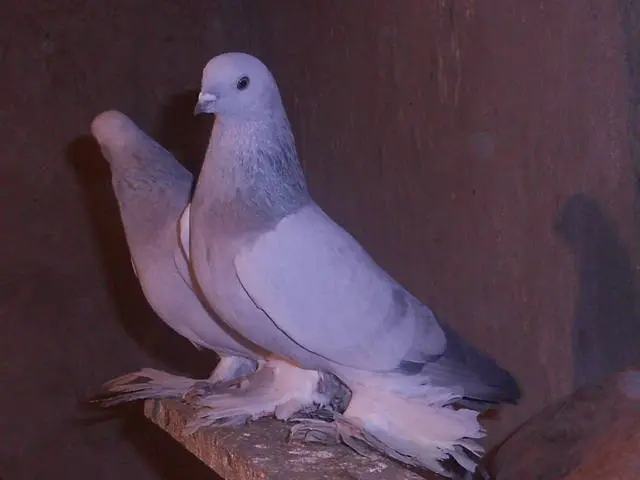 Fighting pigeons: video, photos, breeds