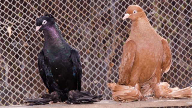 Fighting pigeons: video, photos, breeds