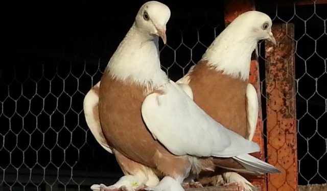 Fighting pigeons: video, photos, breeds