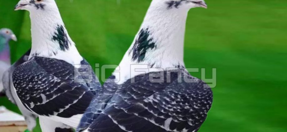 Fighting pigeons: video, photos, breeds