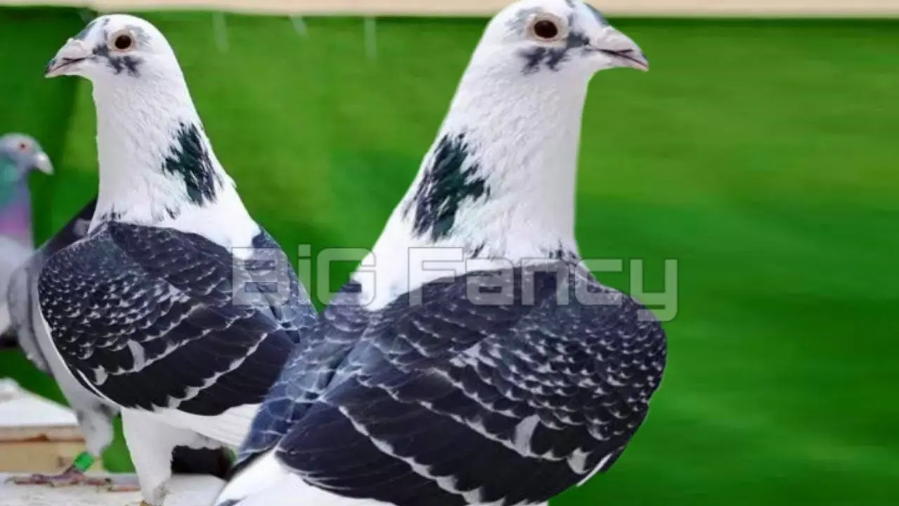 Fighting pigeons: video, photos, breeds