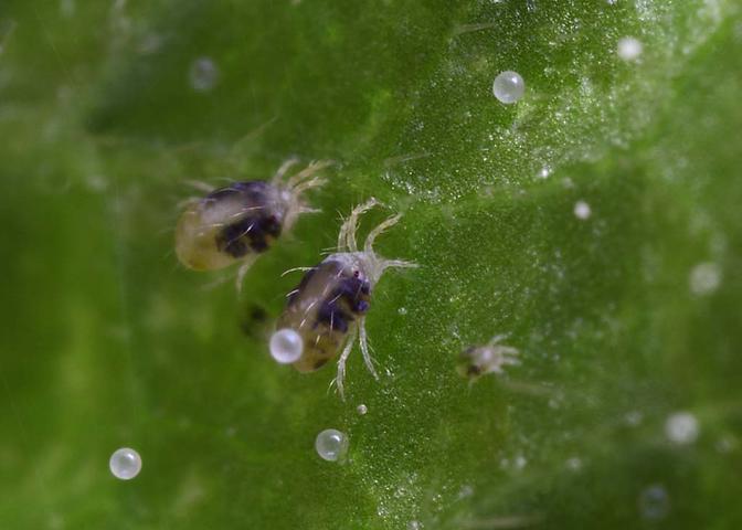 Fighting spider mites on an apple tree: effective methods