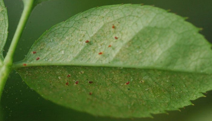 Fighting spider mites on an apple tree: effective methods