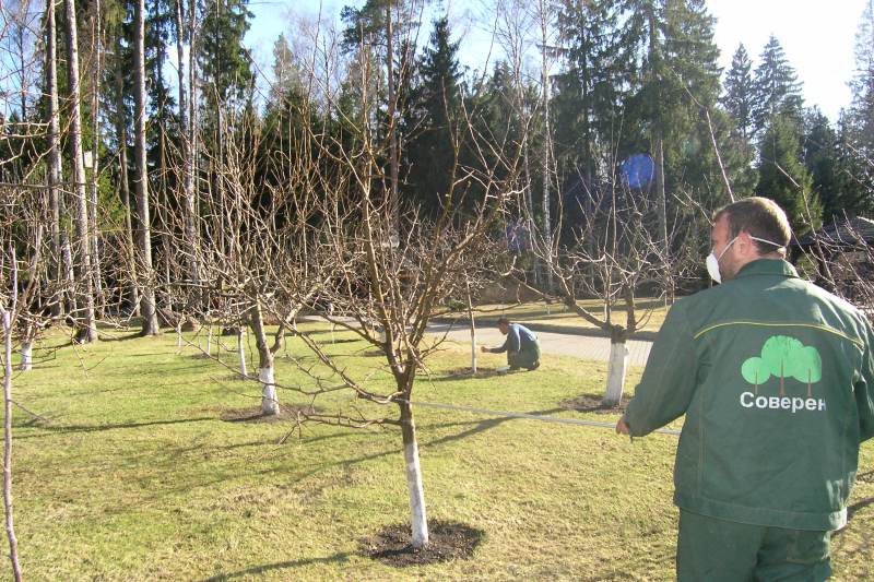 Fighting spider mites on an apple tree: effective methods