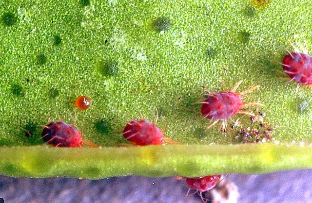 Fighting spider mites on an apple tree: effective methods