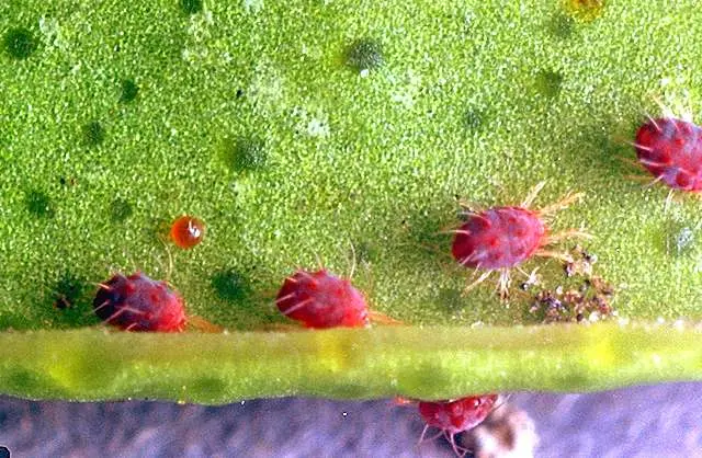 Fighting spider mites on an apple tree: effective methods