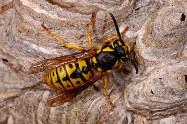 Fighting wasps on apiaries