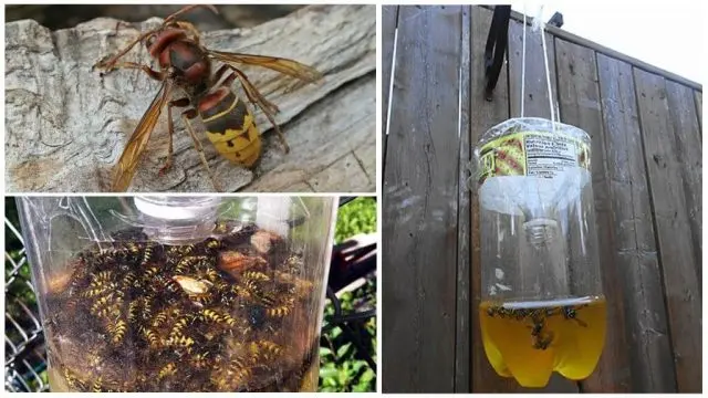 Fighting wasps on apiaries