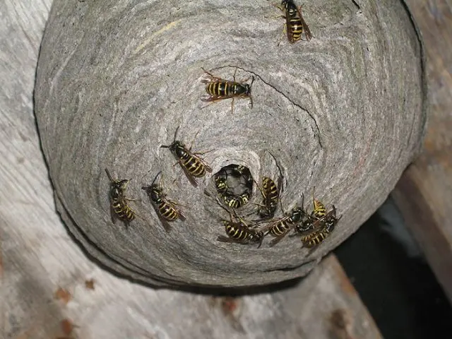 Fighting wasps on apiaries