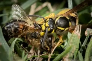 Fighting wasps on apiaries