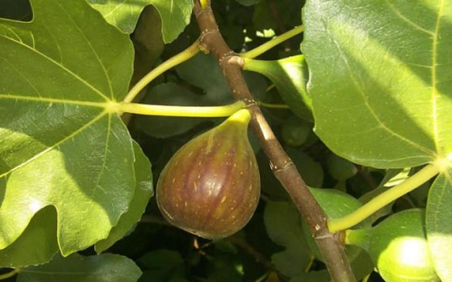 Figs Brunswick: variety description