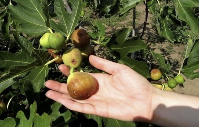 Figs Brunswick: variety description