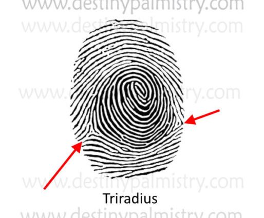 Fingerprint lines &#8211; loop, swirl and arc. Check which type you have