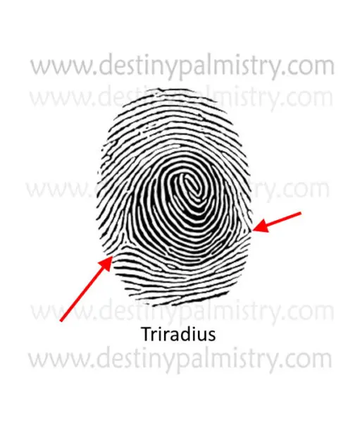 Fingerprint lines &#8211; loop, swirl and arc. Check which type you have