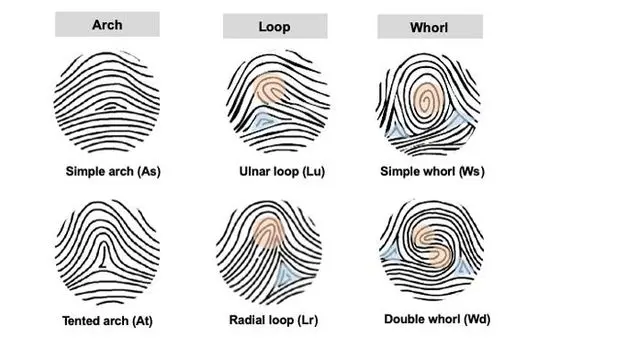 Fingerprints &#8211; patterns, functions, interesting facts