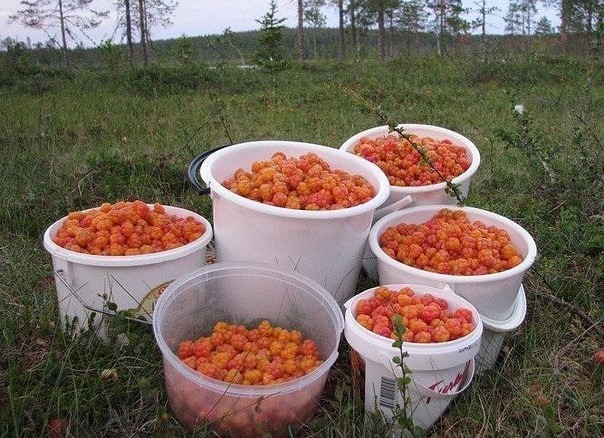 Finnish cloudberry liqueur