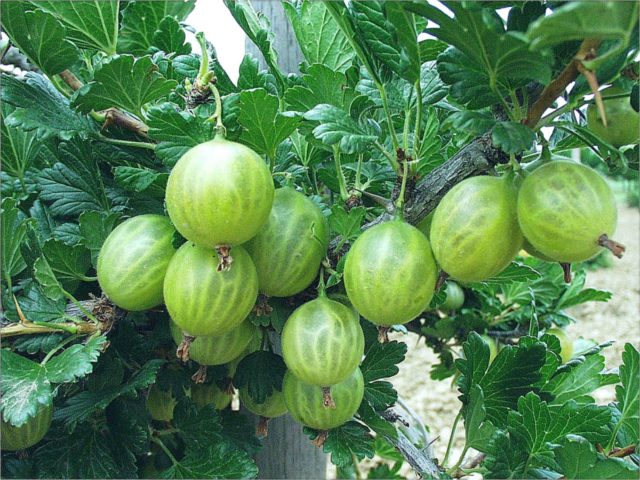 Finnish gooseberry: green, red, yellow, description of varieties, planting and care