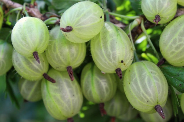 Finnish gooseberry: green, red, yellow, description of varieties, planting and care