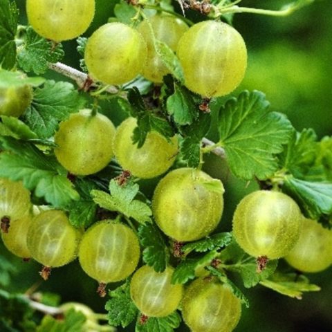 Finnish gooseberry: green, red, yellow, description of varieties, planting and care