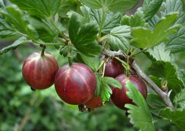 Finnish gooseberry: green, red, yellow, description of varieties, planting and care