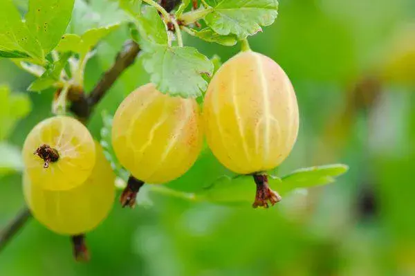 Finnish gooseberry: green, red, yellow, description of varieties, planting and care