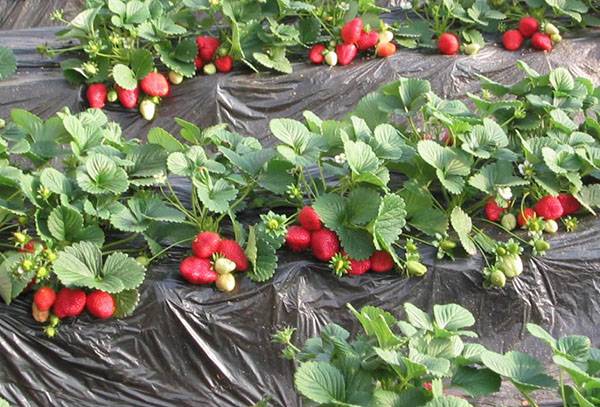 Finnish technology for growing strawberries