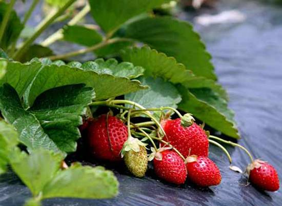 Finnish technology for growing strawberries