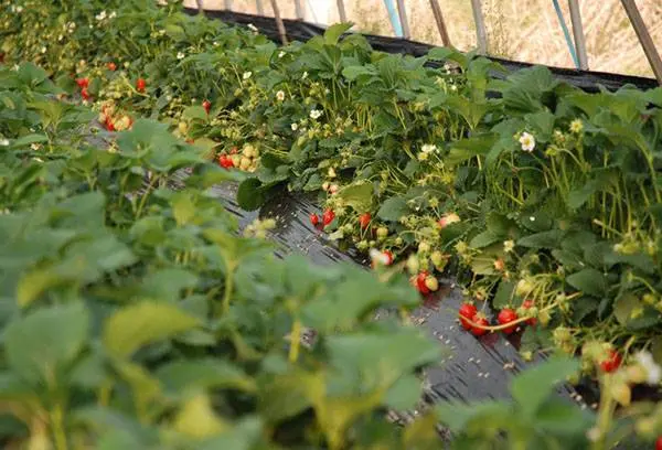 Finnish technology for growing strawberries