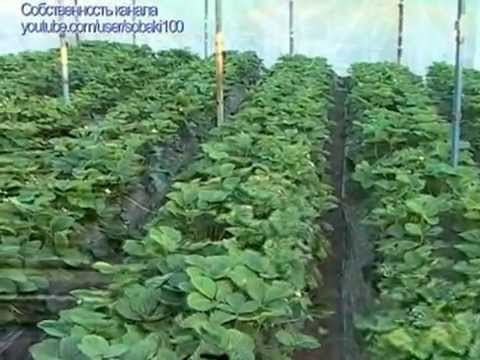 Finnish technology for growing strawberries