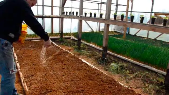 Finnish technology for growing strawberries