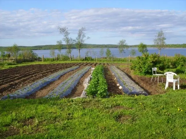 Finnish technology for growing strawberries