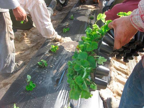 Finnish technology for growing strawberries