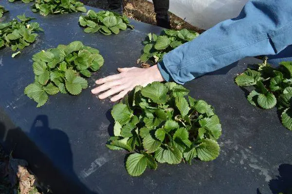 Finnish technology for growing strawberries