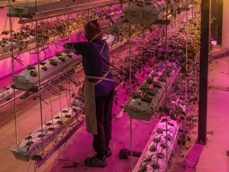 Finnish technology for growing strawberries