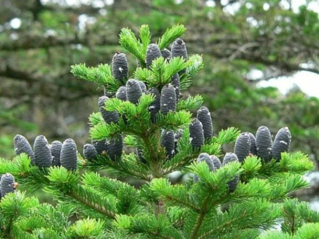 Fir essential oil: properties and applications, reviews