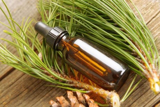 Fir oil: medicinal properties and contraindications