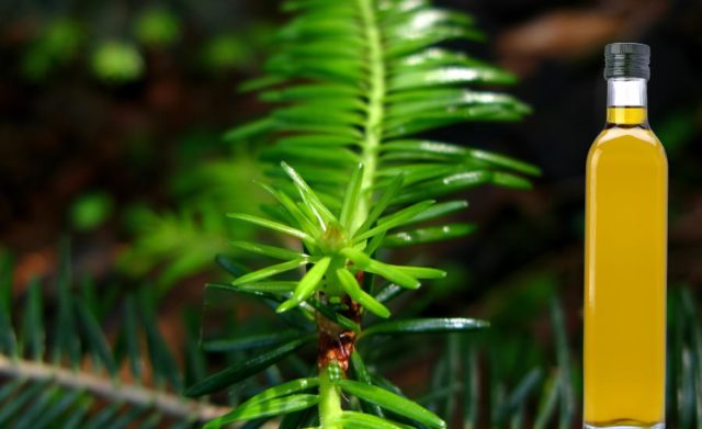 Fir oil: medicinal properties and contraindications