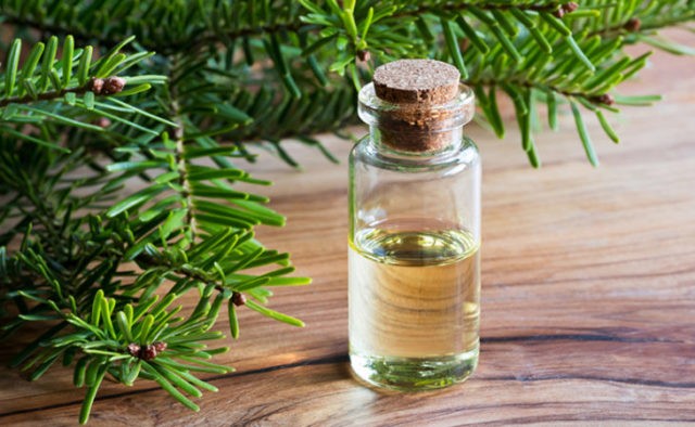 Fir oil: medicinal properties and contraindications