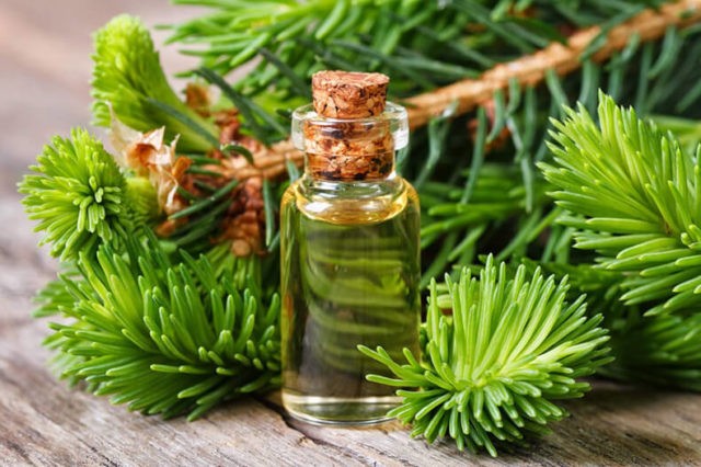 Fir oil: medicinal properties and contraindications