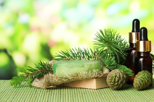 Fir oil: medicinal properties and contraindications