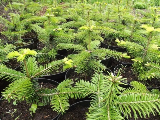 Fir: planting and care