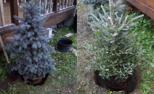 Fir: planting and care