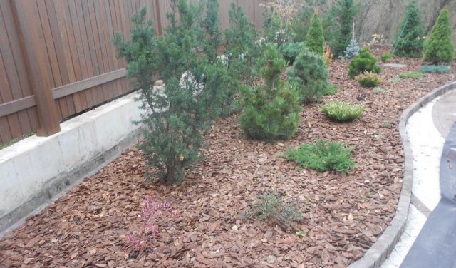 Fir: planting and care