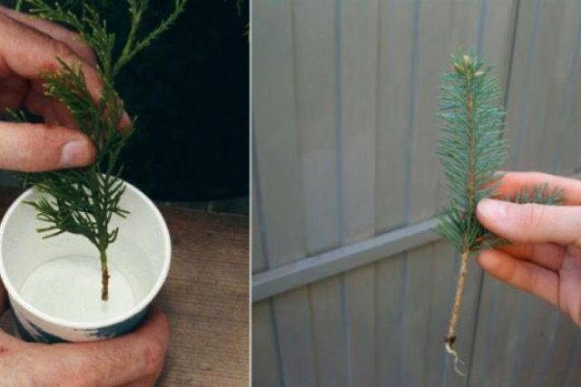 Fir: planting and care