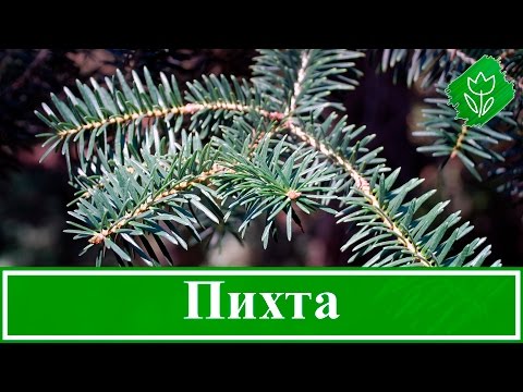 Fir: planting and care