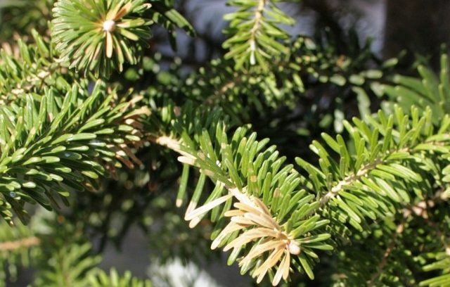 Fir: planting and care