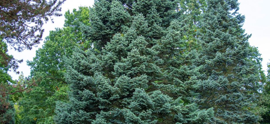 Fir: planting and care