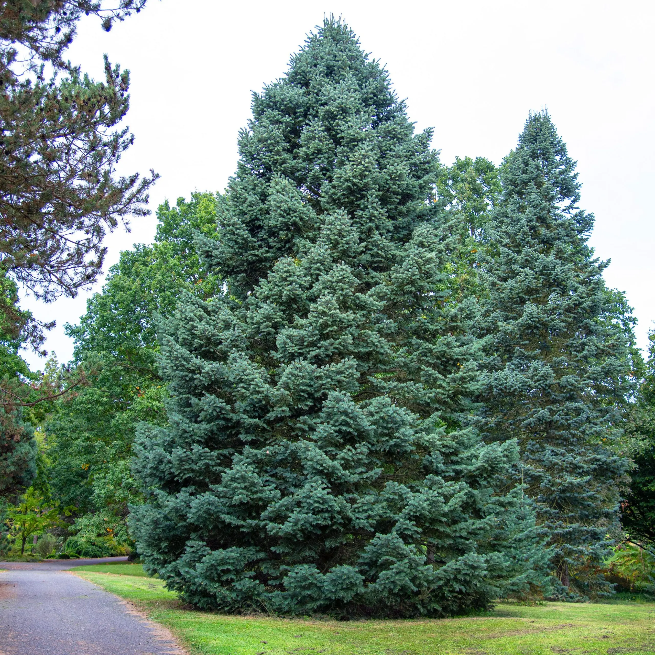 Fir: planting and care