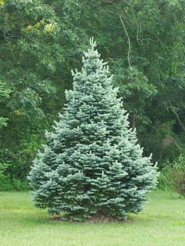 Fir subalpine Compacta